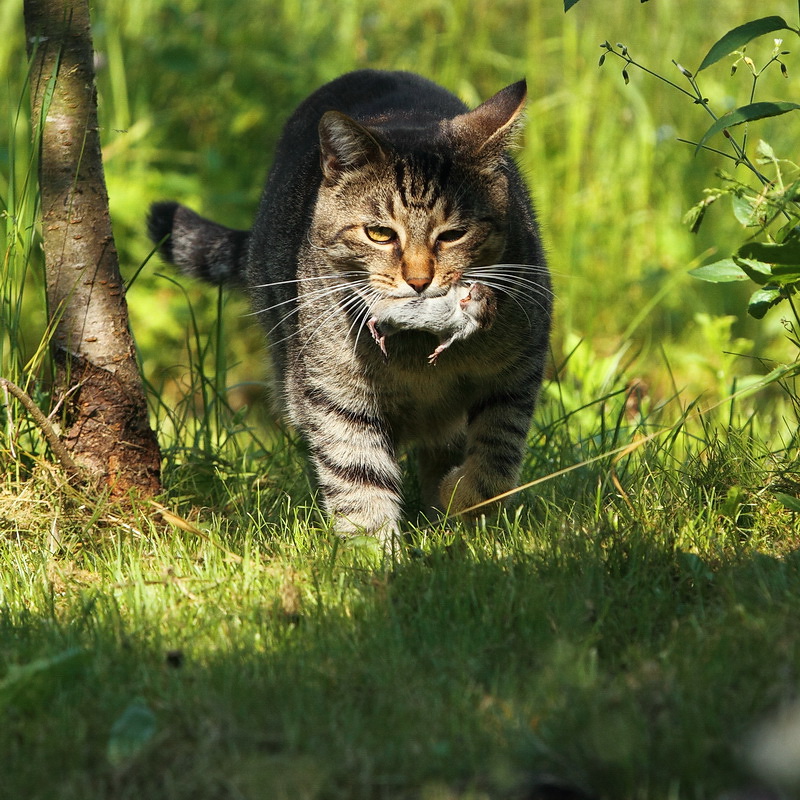 фото "Tom & Jerry" метки: природа, добыча, кот, мышь, охотник, хищник