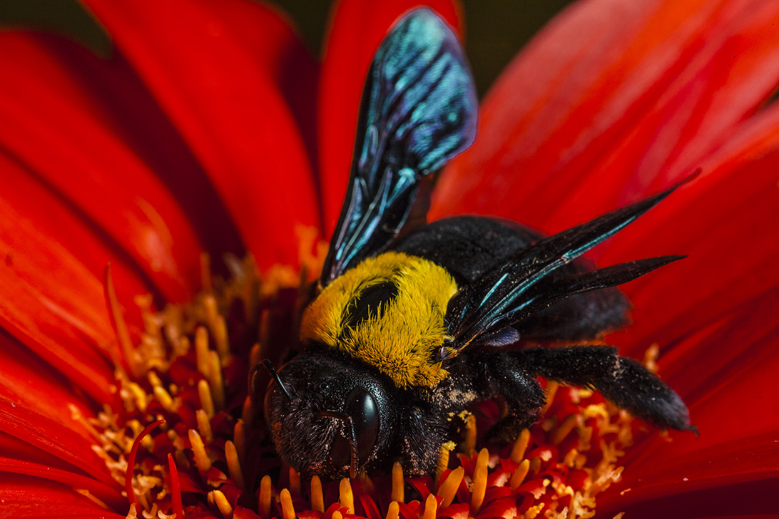 photo "***" tags: macro and close-up, 