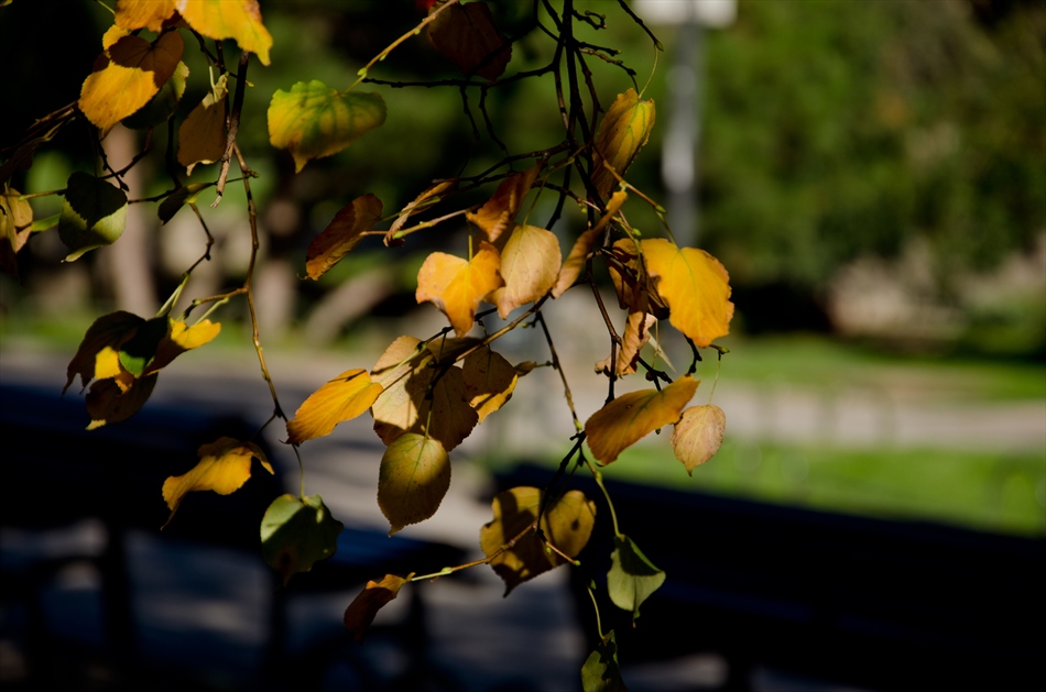 photo "***" tags: nature, autumn, summer, епилог