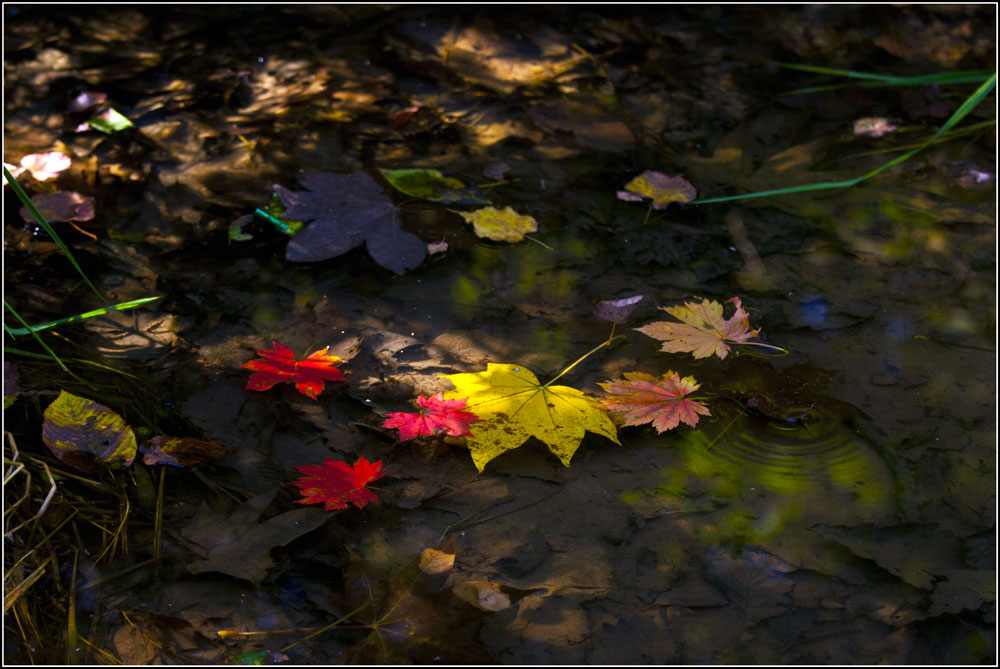 фото "И красок осени мазки..." метки: натюрморт, природа, вода, лес, осень