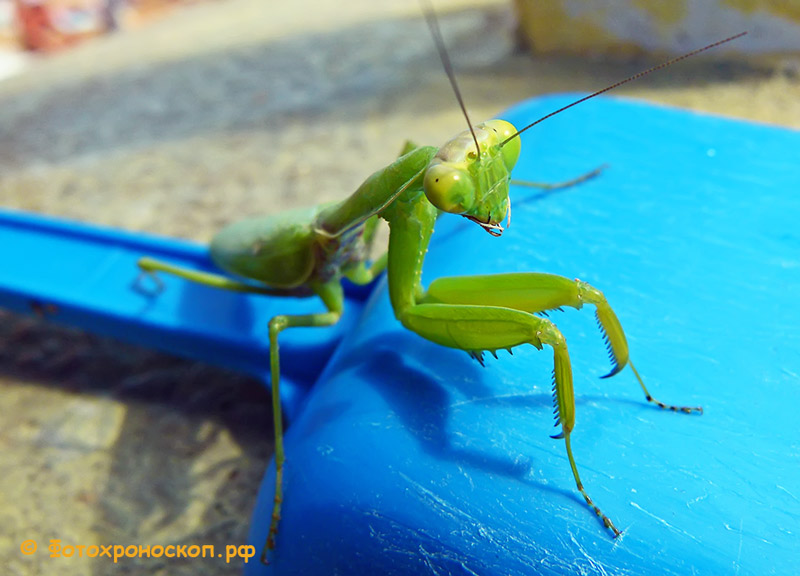 photo "***" tags: macro and close-up, insect, богомол