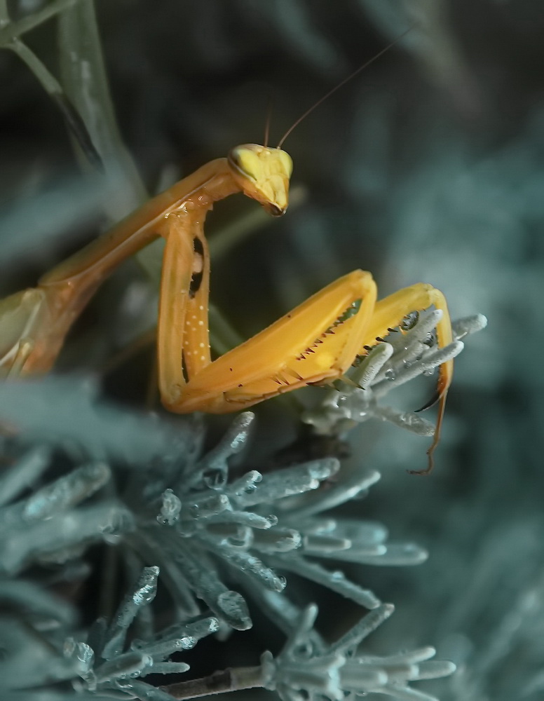 photo "***" tags: macro and close-up, 