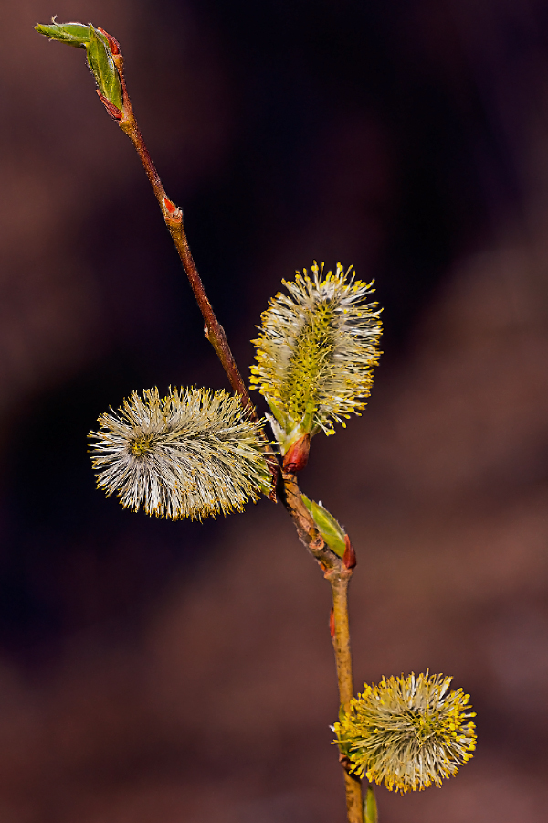 photo "***" tags: nature, 