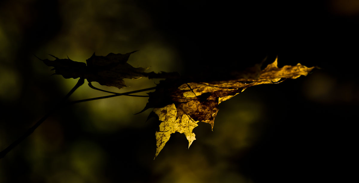 фото "Осень" метки: природа, лес, осень, солнце