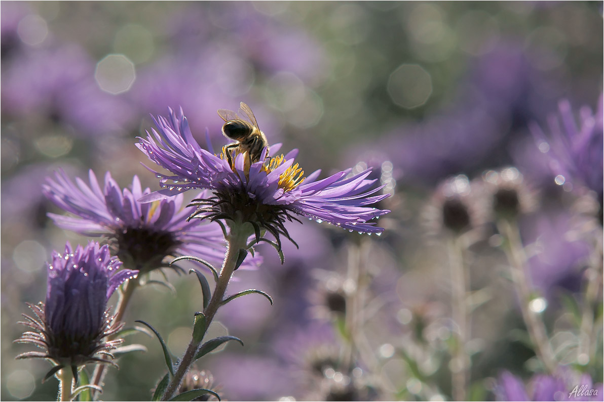 photo "***" tags: macro and close-up, nature, fragment, 