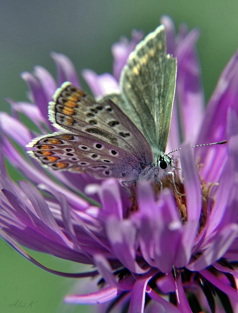 photo "***" tags: macro and close-up, nature, 