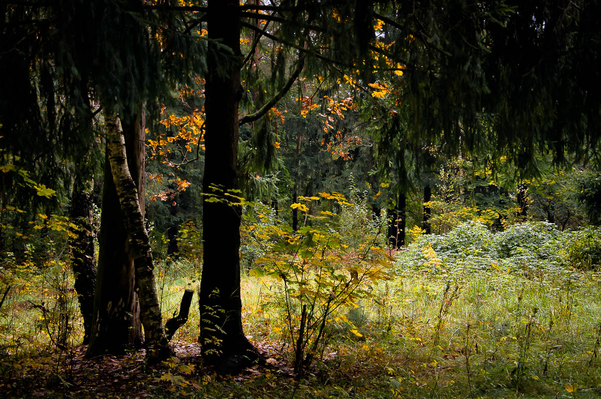 фото "Осенний сюжет" метки: природа, лес, осень, солнце