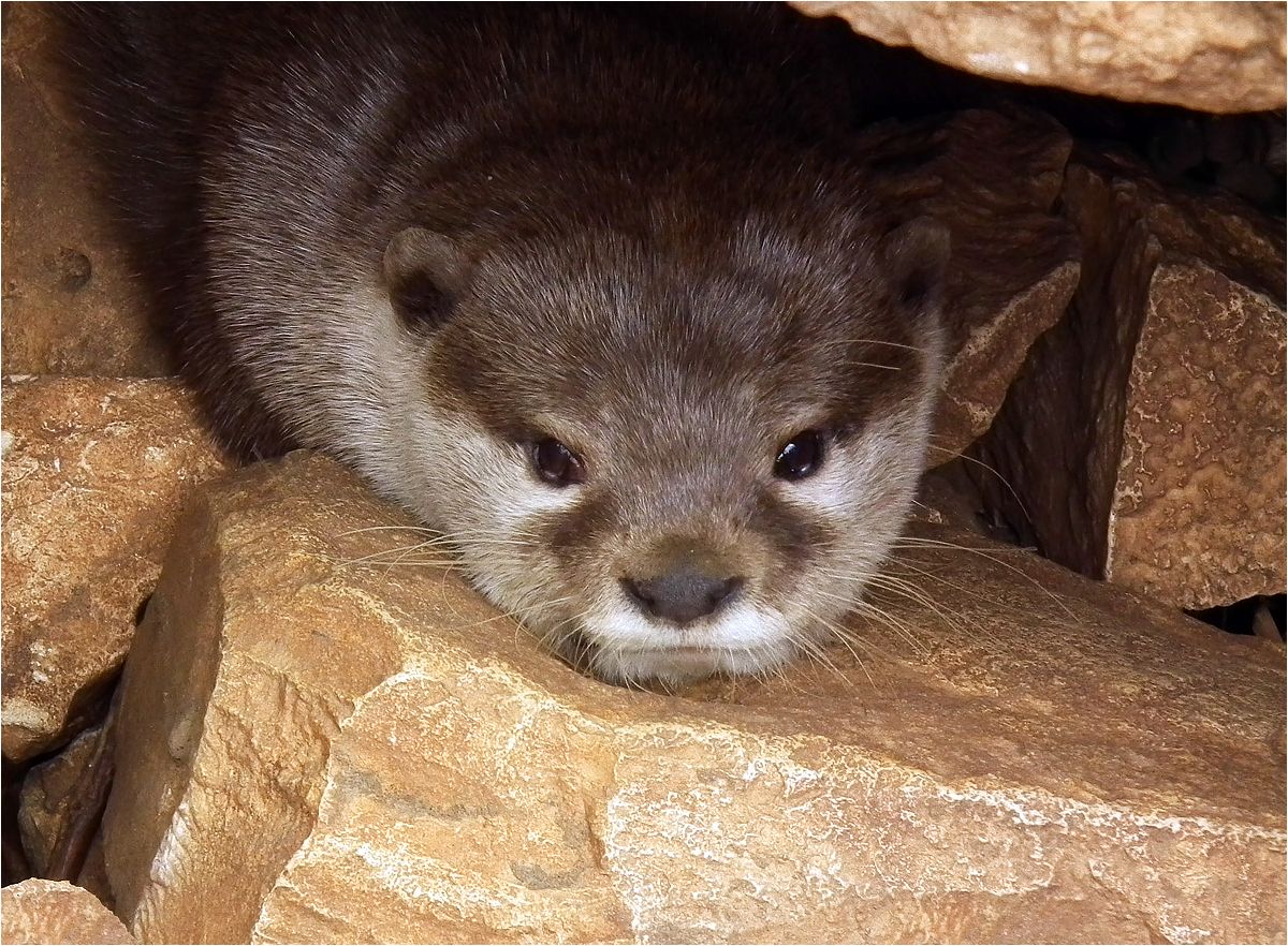 photo "Portrait in an interior" tags: portrait, nature, otter, выдра