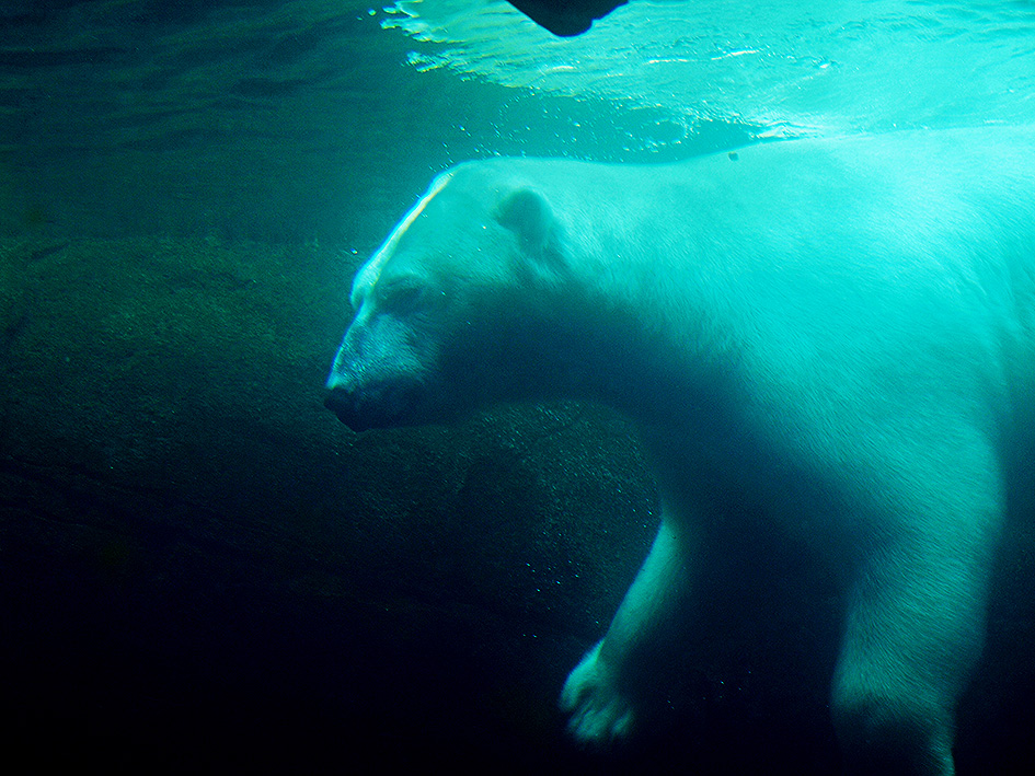 photo "Polar Bear Sub Water" tags: nature, reporting, portrait, 