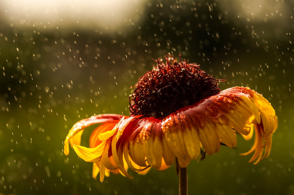 photo "***" tags: macro and close-up, nature, flowers, forest, summer, Нижний Тагил