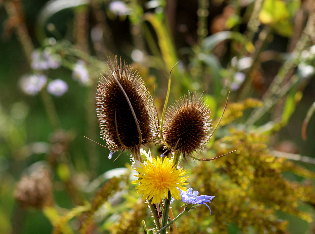 photo "«Golden Wedding» of September" tags: nature, 