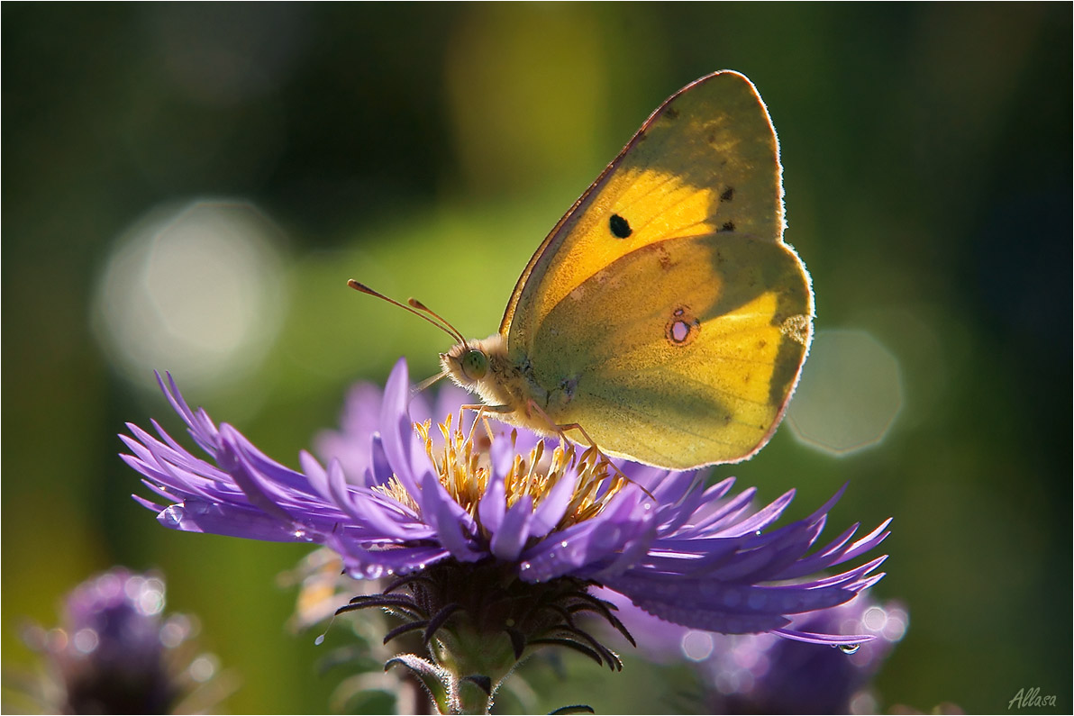 photo "***" tags: macro and close-up, nature, 