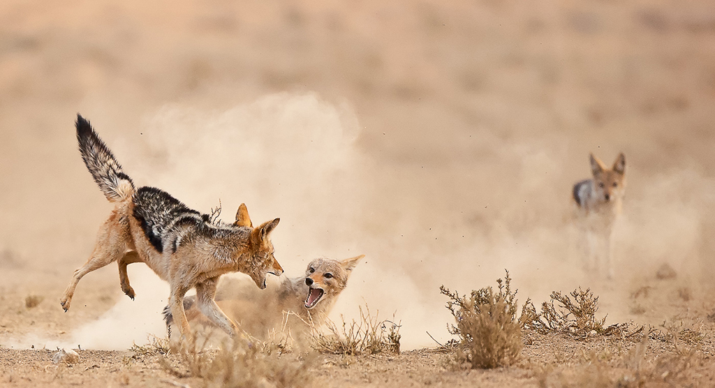 photo "The Referee" tags: nature, Africa, bridgena, fight