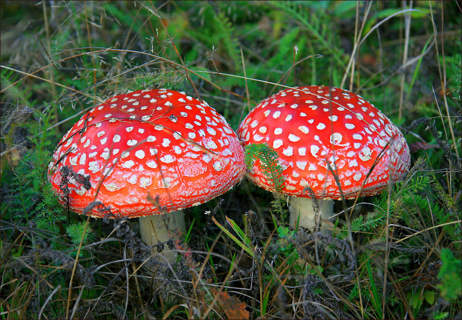 photo "Red fly agaric" tags: nature, мухомор