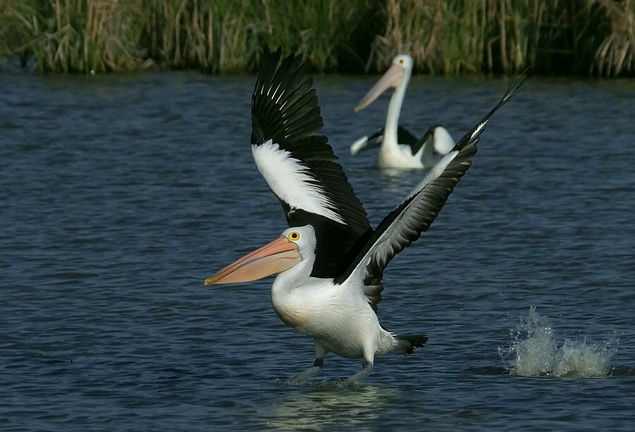 photo "pelicans" tags: nature, 