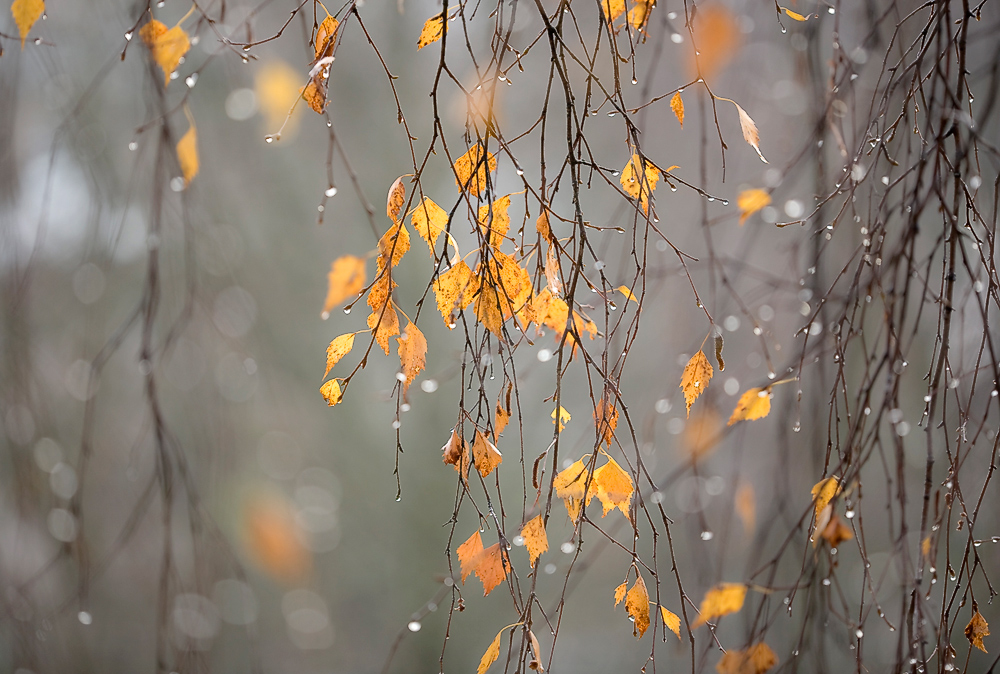 фото "размокропогодило" метки: природа, осень