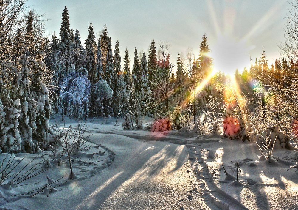 photo "***" tags: landscape, nature, forest, winter