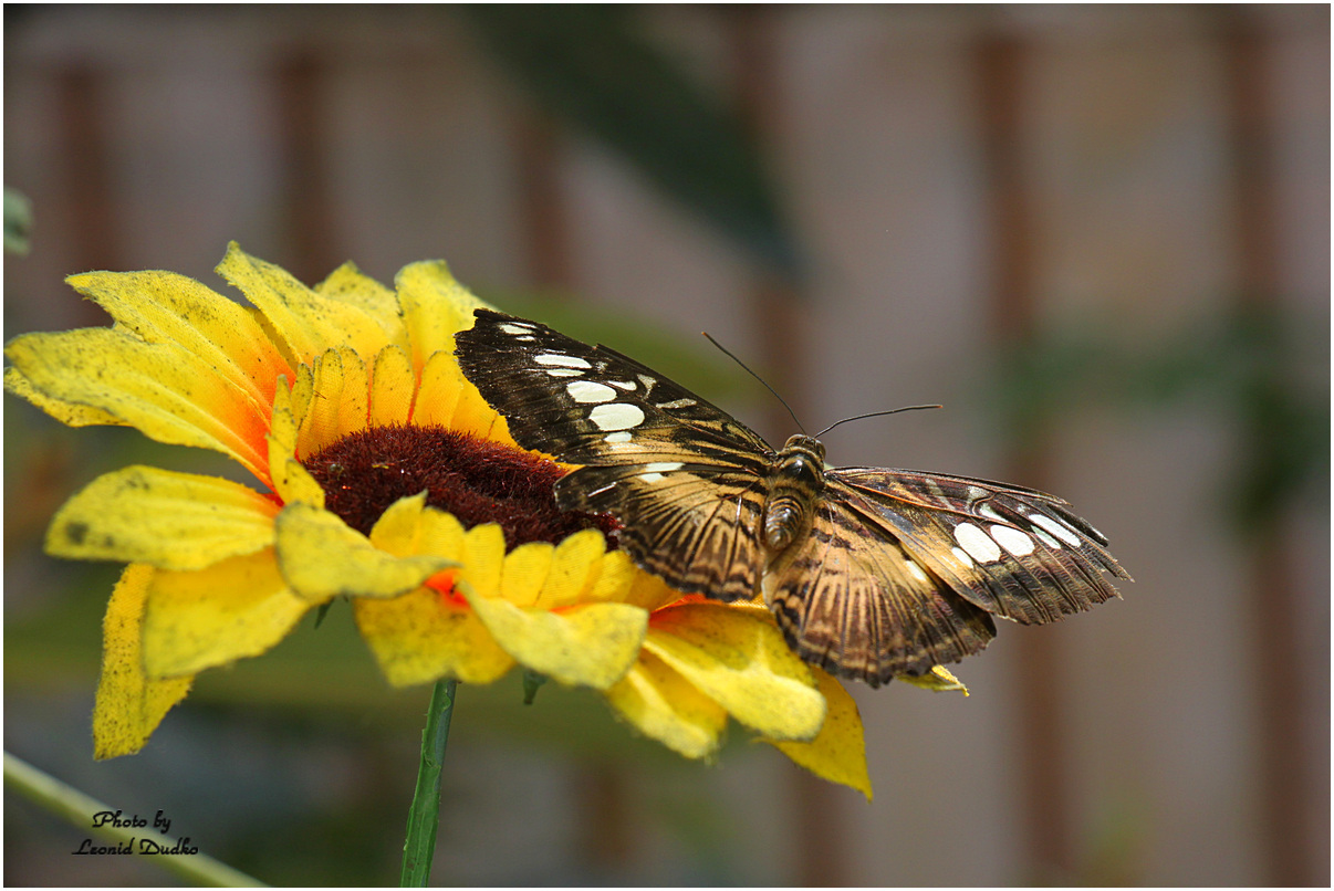 фото "Экзотические бабочки" метки: разное, 