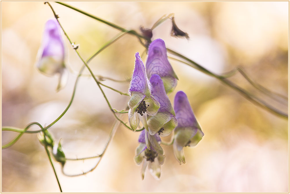 photo "***" tags: macro and close-up, nature, autumn, flowers