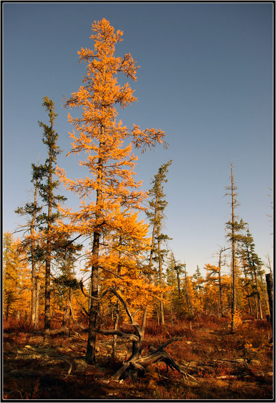 photo "***" tags: landscape, autumn, taiga