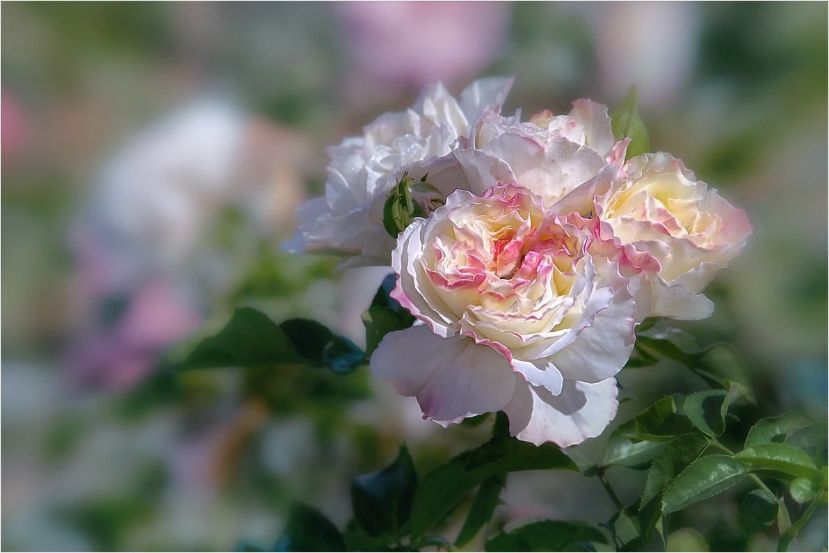 photo "***" tags: macro and close-up, nature, 