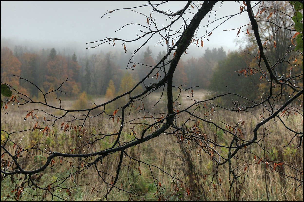 photo "rainy autumn" tags: landscape, nature, 