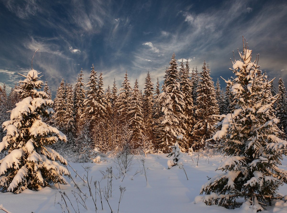 photo "***" tags: landscape, nature, clouds, forest, winter