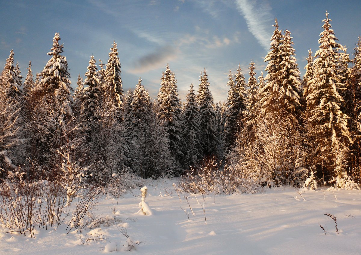 photo "***" tags: landscape, nature, clouds, forest, winter