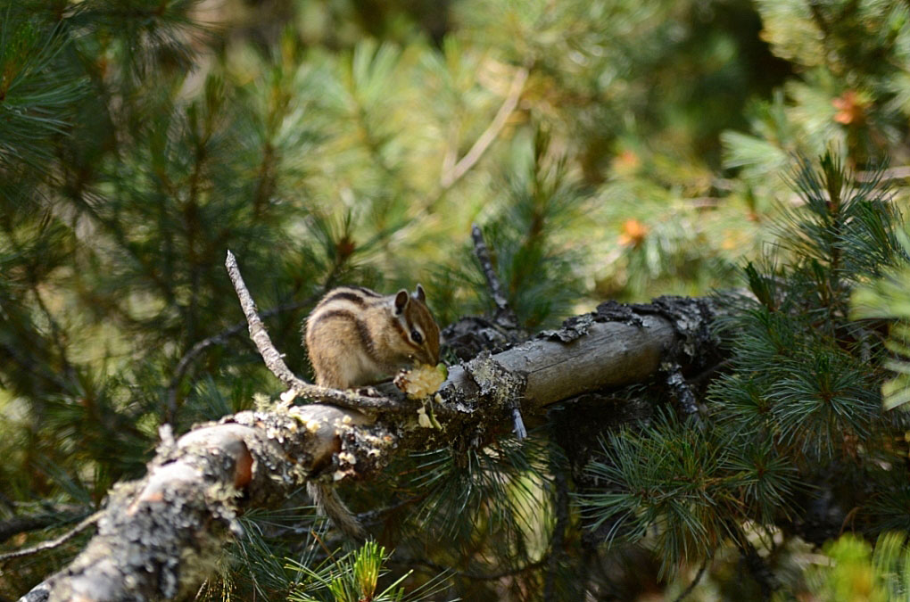 photo "***" tags: nature, wild animals, Байкал, Северный Байкал