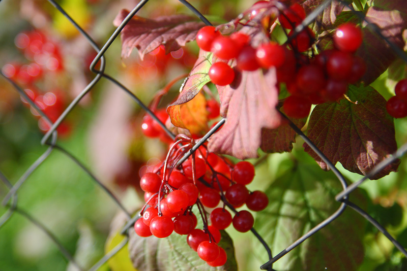 photo "***" tags: nature, autumn, Подмосковье