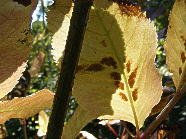 photo "Autumn" tags: nature, Europe