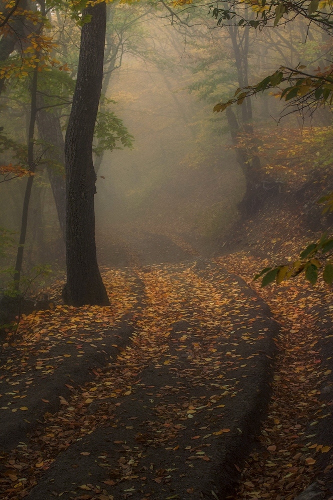 photo "***" tags: landscape, nature, autumn, forest, road