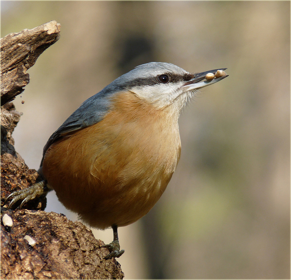 photo "***" tags: nature, macro and close-up, wild animals