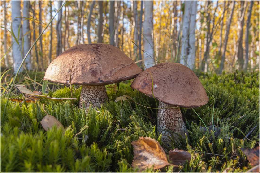 фото "Лесные братья" метки: природа, макро и крупный план, грибы, лес, осень