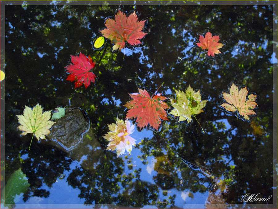 photo "***" tags: nature, still life, autumn, reflections, краски