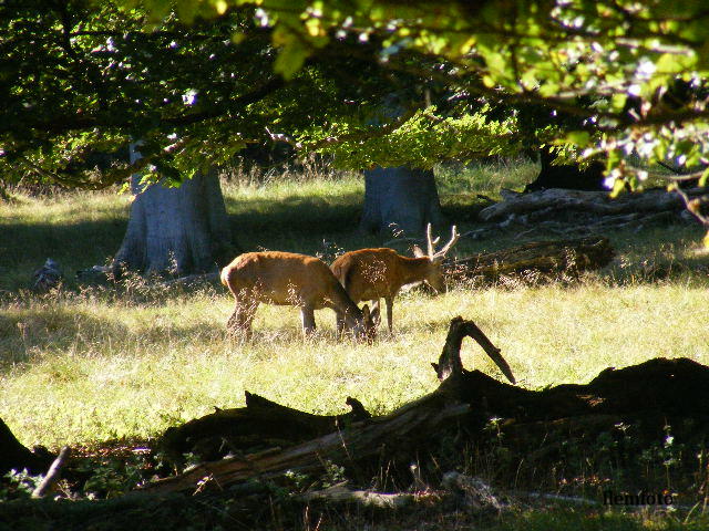 photo "Wildlife" tags: nature, Europe