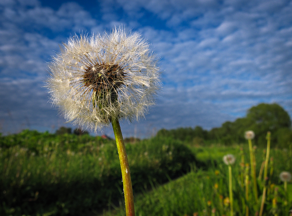 photo "***" tags: nature, macro and close-up, 