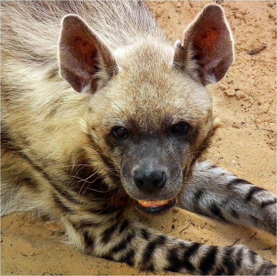 photo "Well you Freier!" tags: nature, hyena, гиена