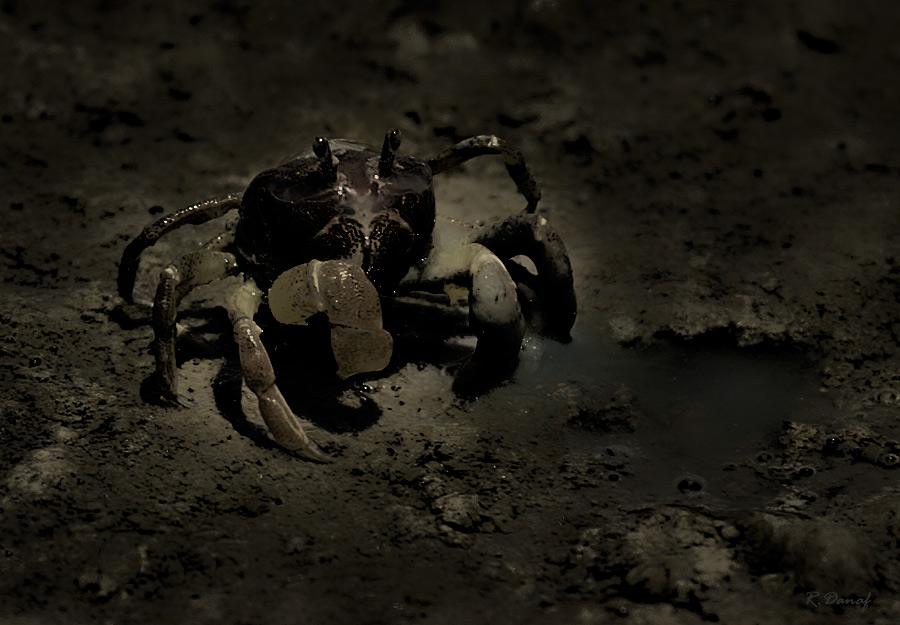 photo "Crab" tags: nature, 