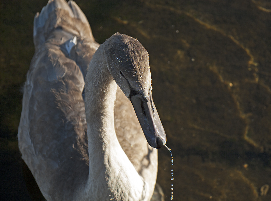 фото "Swans Water Pibe" метки: природа, портрет, репортаж, 