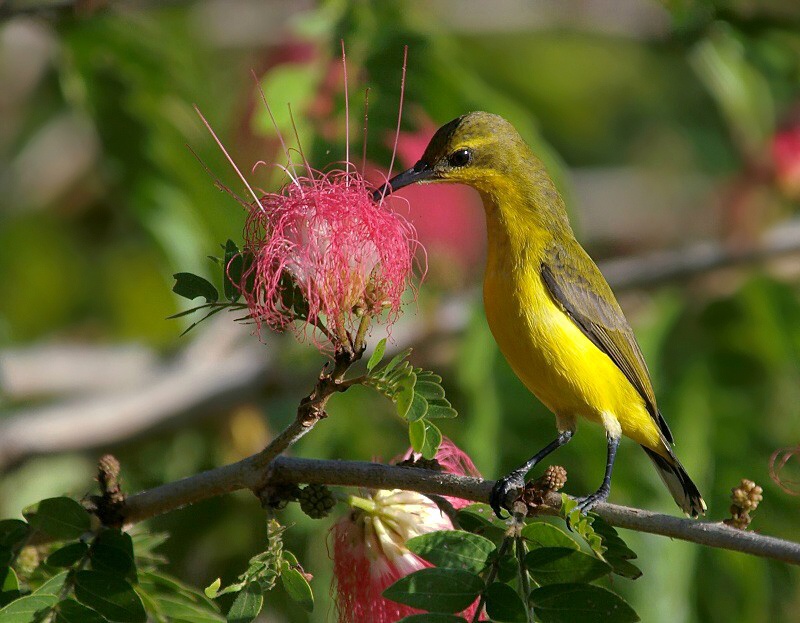 фото "Sunbird" метки: природа, 