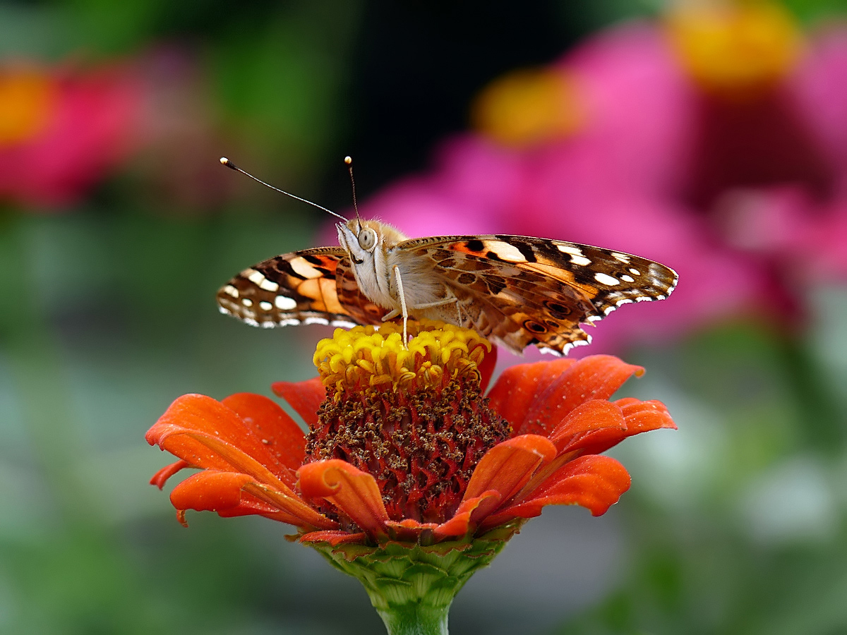 photo "***" tags: macro and close-up, nature, insect