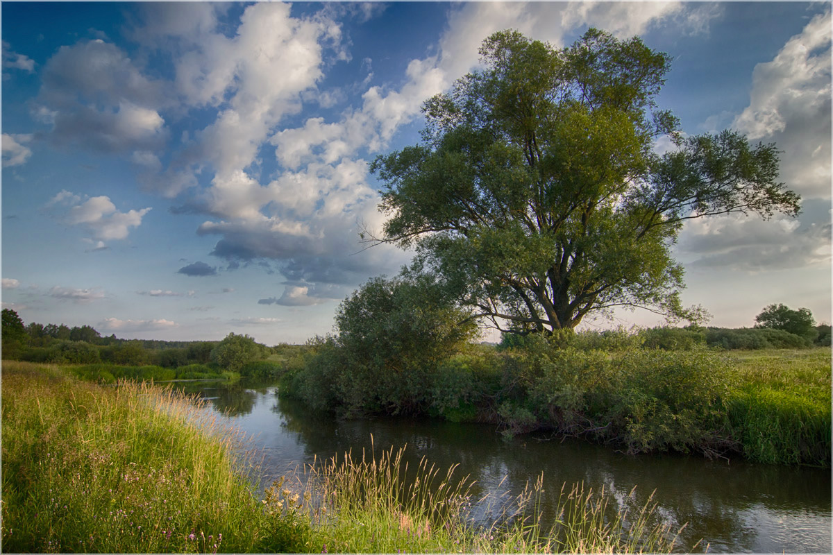 photo "***" tags: landscape, nature, river, summer, water, Шерна, одинокое дерево