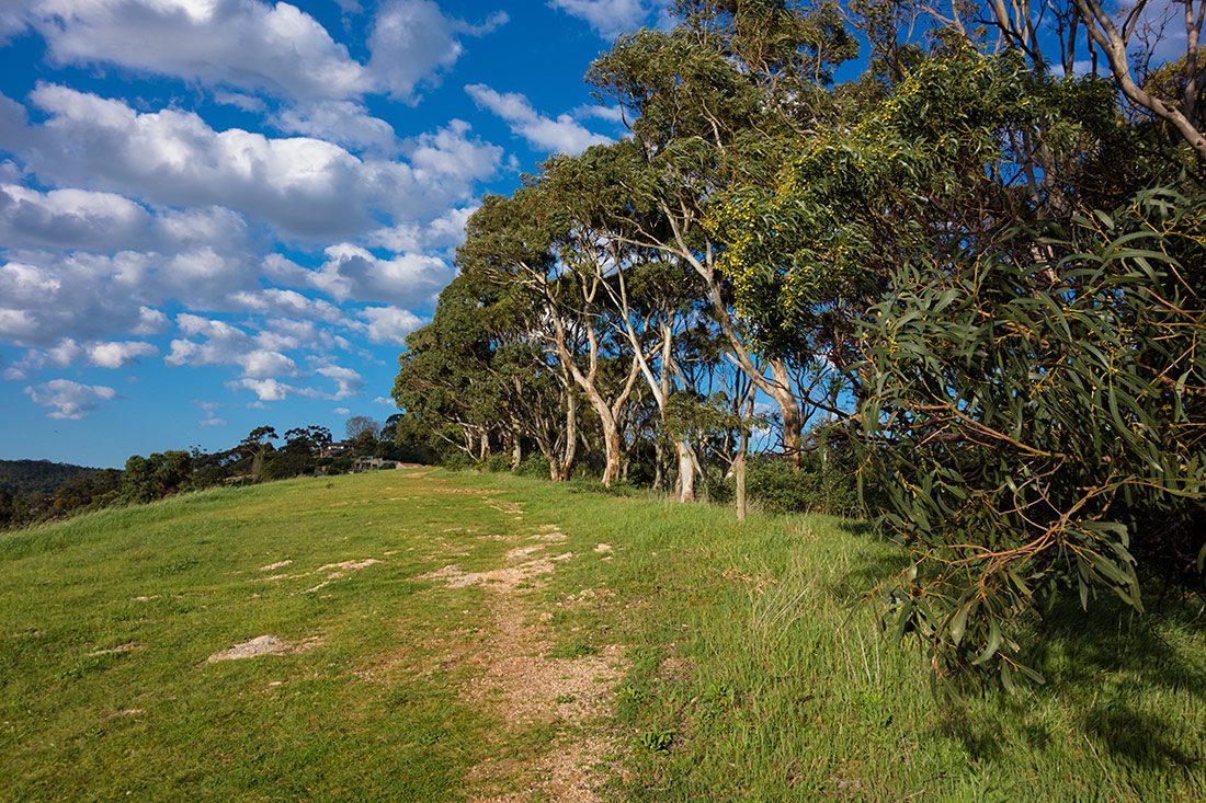 photo "***" tags: landscape, australian flora, forest, grass, green, hills, nature, trees, view