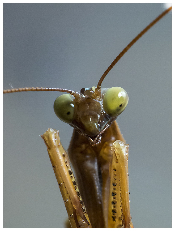 фото "Mantis" метки: макро и крупный план, природа, насекомое