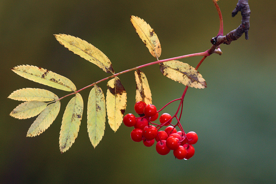 photo "***" tags: nature, autumn, красиво, рябина, сибирь