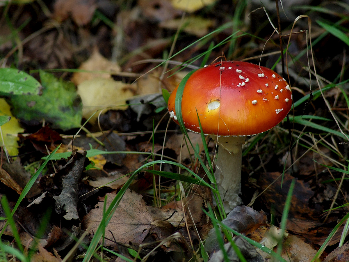 photo "colors of autumn" tags: macro and close-up, nature, autumn