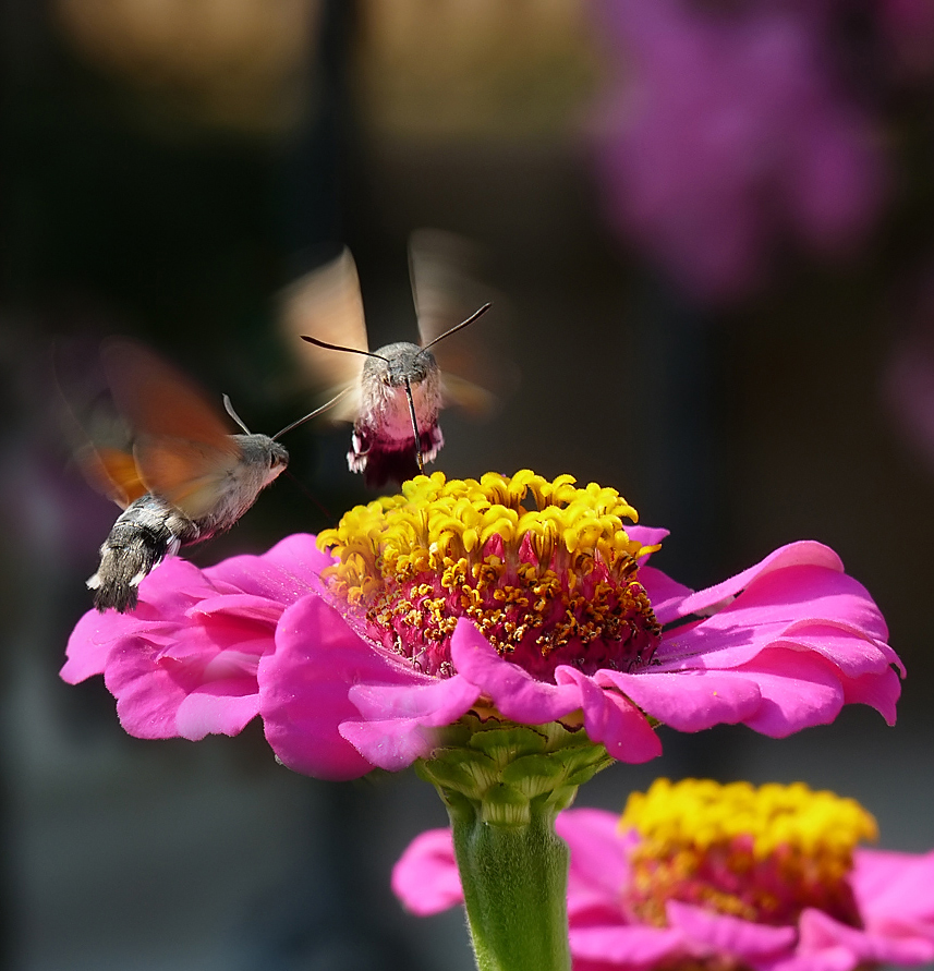 photo "***" tags: nature, macro and close-up, insect