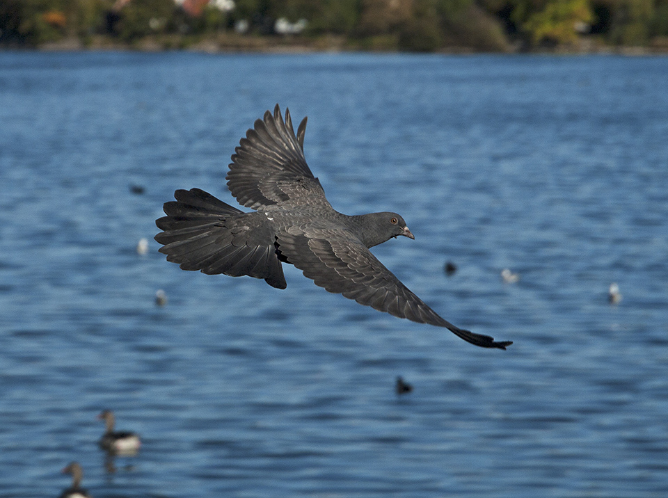 photo "Black Dove" tags: nature, portrait, reporting, 