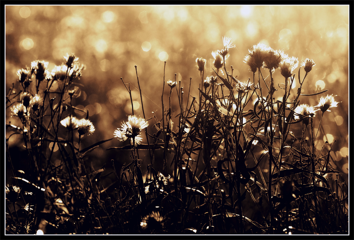 photo "***" tags: nature, black&white, autumn, flowers, покос